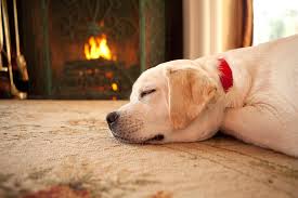 a cosy fire keeps puppy warm