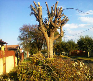 tree rubble clearing